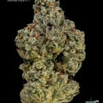 DOPPLER - ANIMAL FACE #11 - AAAA