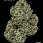 ALIEN CREAM CAKE - AAAAA+