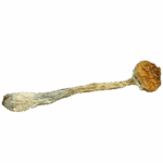 PHOENIX PHUNGUS MUSHROOMS - TIDAL WAVE - SOLD IN 7GRAMS