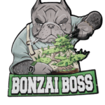 BIG BOSS - BONZAI BOYZ - GEORGIA PIE - AAAA PREMIUM EXOTIC FLOWER - 7 GRAM BAG