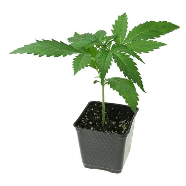 CLONES - DEEBO