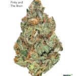 1 OUNCE $75 - 2 OUNCES $125 - PINKY & THE BRAIN - AA+