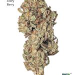 1 OUNCE $30 - SCARY BERRY - A