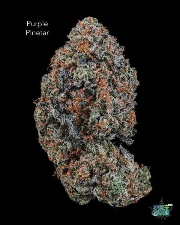 TERPY VIBES - PURPLE PINETAR - AAAA+