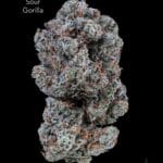 TWISTED LEAF GARDENS - SOUR GORILLA - AAAA+