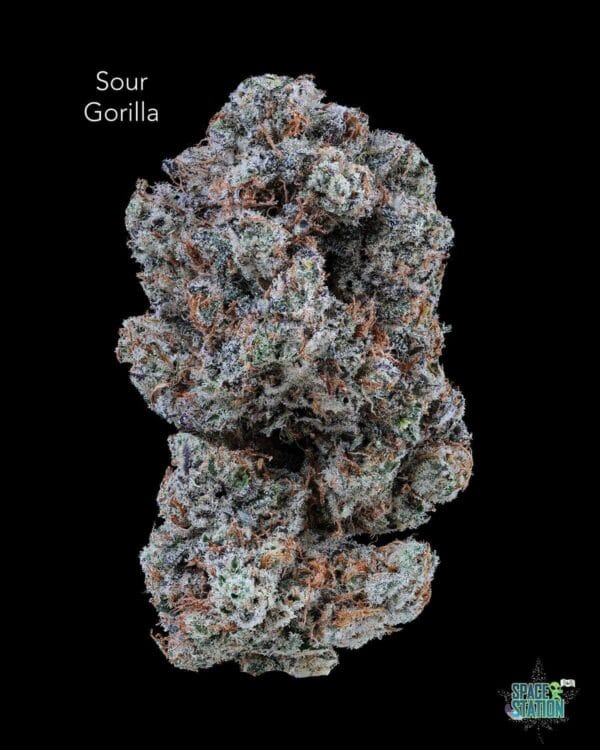 SOUR GORILLA - AAAA+