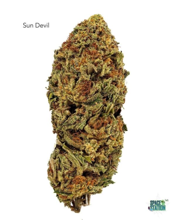 1 OUNCE $60 - 2 OUNCES $100 - SUN DEVIL - AA