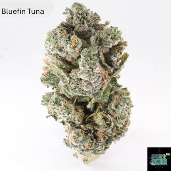 1 OUNCE $75 - 2 OUNCES $125 - BLUEFIN TUNA - AA+