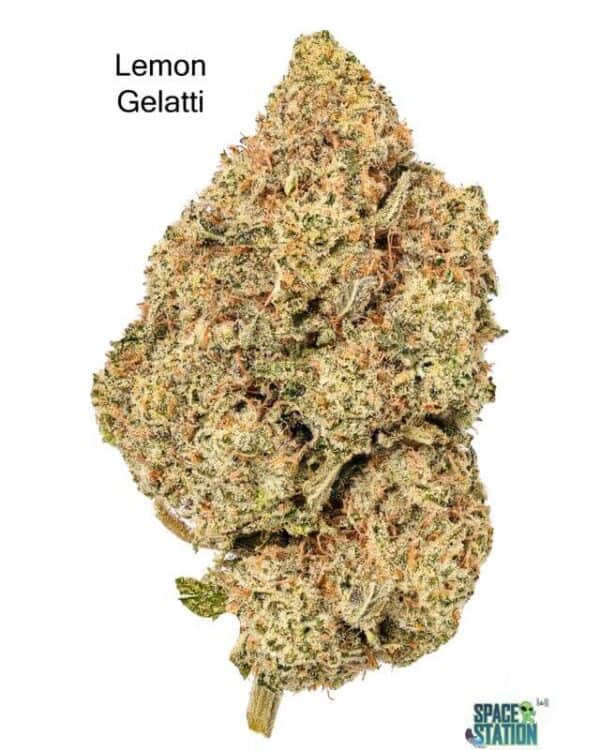 7GRAMS $25 - LEMON GELATTI - AAA