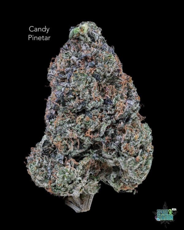 TERPY VIBES - CANDY PINETAR - AAAA+