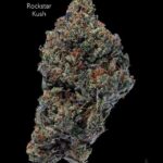 GASTRONAUT CANNABIS - ROCKSTAR KUSH - AAAA