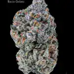 BONZAI BOYZ - BACIO GELATO