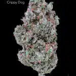 TWISTED LEAF GARDENS - CRIPPY DOG