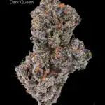 TWISTED LEAF GARDENS - DARK QUEEN