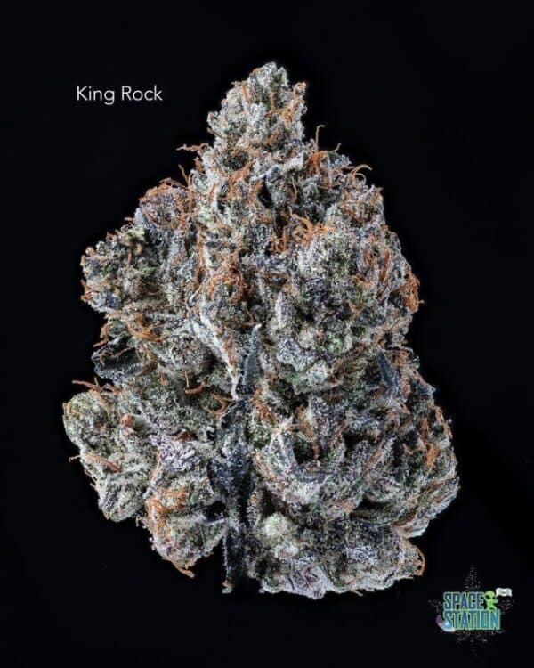 TERPY VIBES - KING ROCK - AAAA+