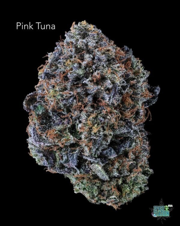 TERPY VIBES - PINK TUNA - AAAA+