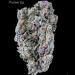 TWISTED LEAF GARDENS - PUCKER UP