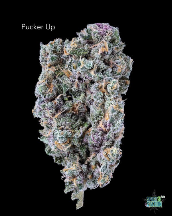TWISTED LEAF GARDENS - PUCKER UP