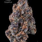 TWISTED LEAF GARDENS - PURPLE GRAPEFRUIT