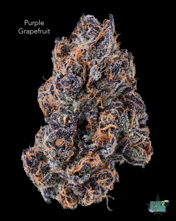TWISTED LEAF GARDENS - PURPLE GRAPEFRUIT