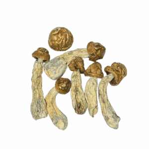 SPACE SPORES MUSHROOMS - TIDAL WAVE - 14GRAMS