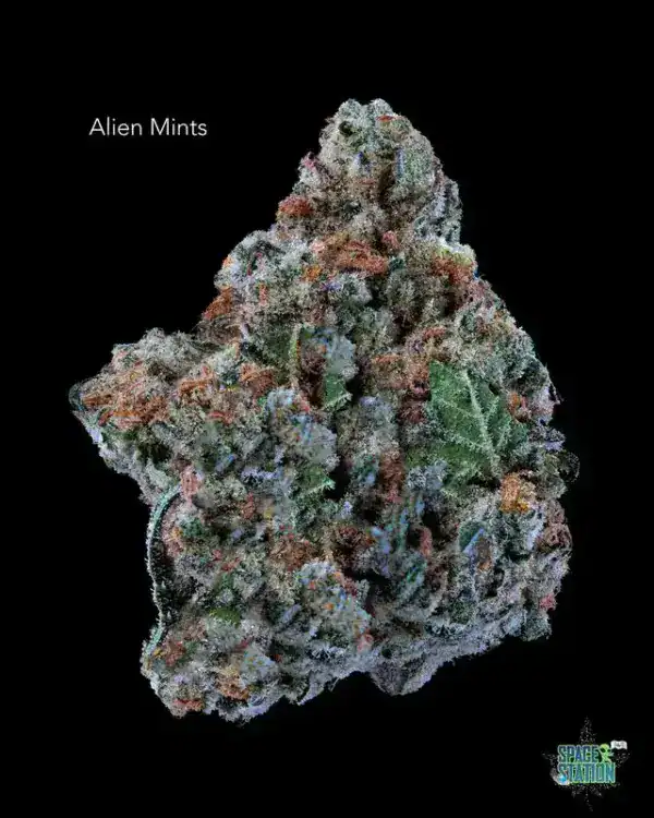 1 OUNCE  - 2 OUNCES 5 - ALIEN MINTS - AA+