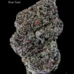 BONZAI BOYZ - BLUE TOAD - AAAAA