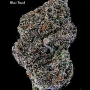 BONZAI BOYZ - BLUE TOAD - AAAAA