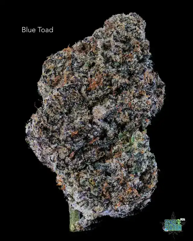 BONZAI BOYZ - BLUE TOAD - AAAAA