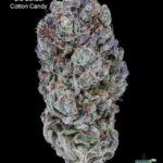 OLD SCHOOL COTTON CANDY - AAAA+