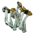 PHOENIX PHUNGUS MUSHROOMS - YETI - SOLD IN 7GRAMS