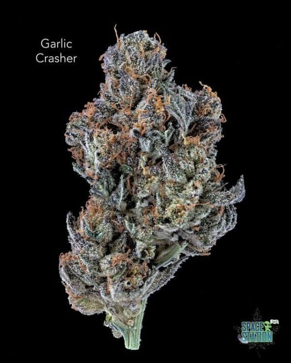 GARLIC CRUSHER- AAAA FLOWER