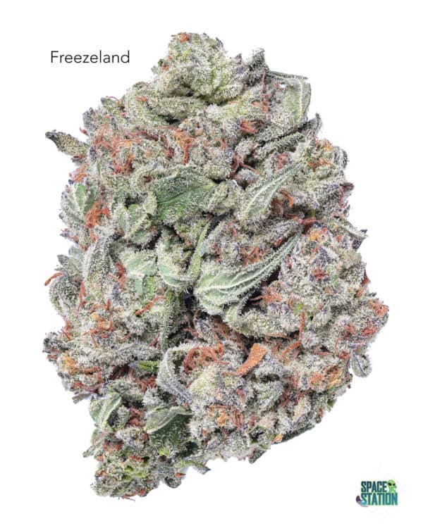 1 OUNCE $60 - 2 OUNCES $100 - FREEZELAND - AA