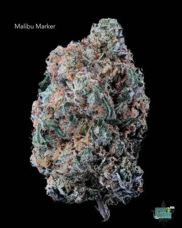 1 OUNCE  - 2 OUNCES 5 - MALIBU MARKER - AA+