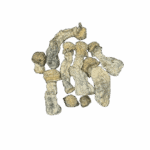 SPACE SPORES MUSHROOMS - ALBINO PENIS ENVY - 14GRAMS