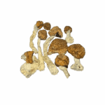 SPACE SPORES MUSHROOMS - BLUE MEANIES - 14GRAMS