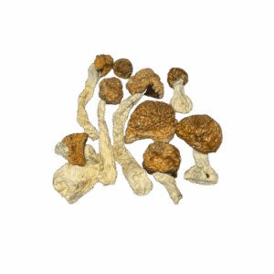 SPACE SPORES MUSHROOMS - BLUE MEANIES - 14GRAMS