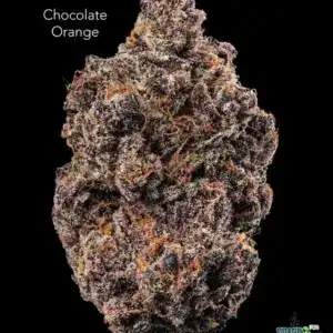 TWISTED LEAF GARDENS - CHOCOLATE ORANGE - AAAA+