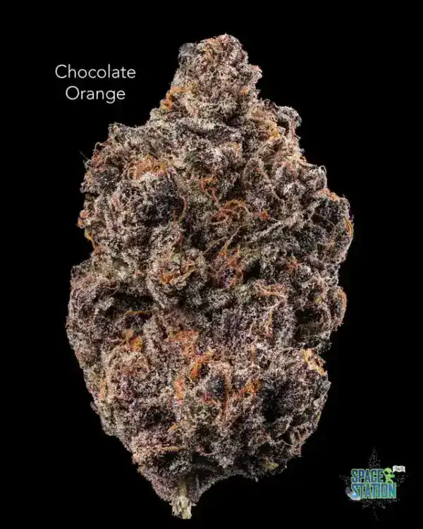 chocolateorange13shots TWISTED LEAF GARDENS - CHOCOLATE ORANGE - AAAA+