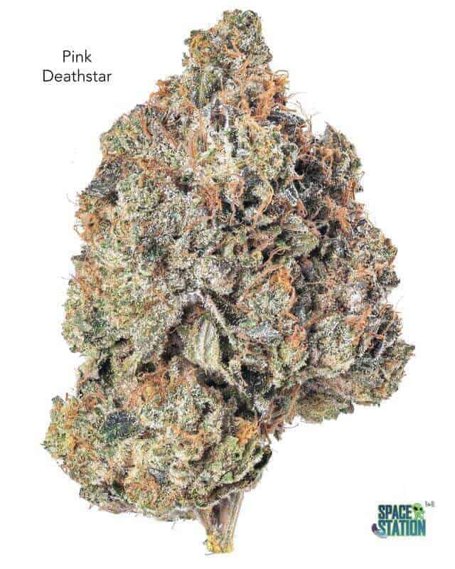 GASTRONAUT CANNABIS - PINK DEATHSTAR