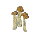 SPACE SPORES MUSHROOMS - PENIS ENVY - 14GRAMS