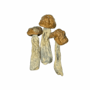 SPACE SPORES MUSHROOMS - PENIS ENVY - 14GRAMS