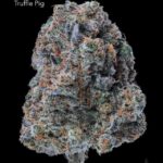 DOPPLER - TRUFFLE PIG - AAAA