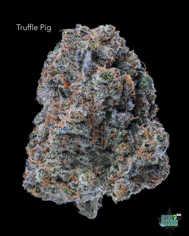 DOPPLER - TRUFFLE PIG - AAAA