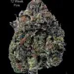 TERPY VIBES - 12 WEEK PINK - AAAAA+