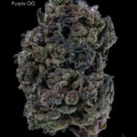 1 OUNCE $60 - 2 OUNCES $100 - PURPLE OG - AA