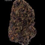 1 OUNCE $75 - 2 OUNCES $125 - TROPICANA - AA+