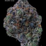 SUNSHINE COAST - BLUEFIN TUNA - AAA+