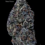 PETROL POTION - AAA+