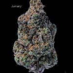 SUNSHINE COAST - JUMANJI - AAA+